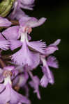 Small purple fringed orchid <BR>Lesser purple fringed orchid